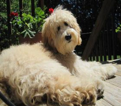 which is better f1 or f1b goldendoodle