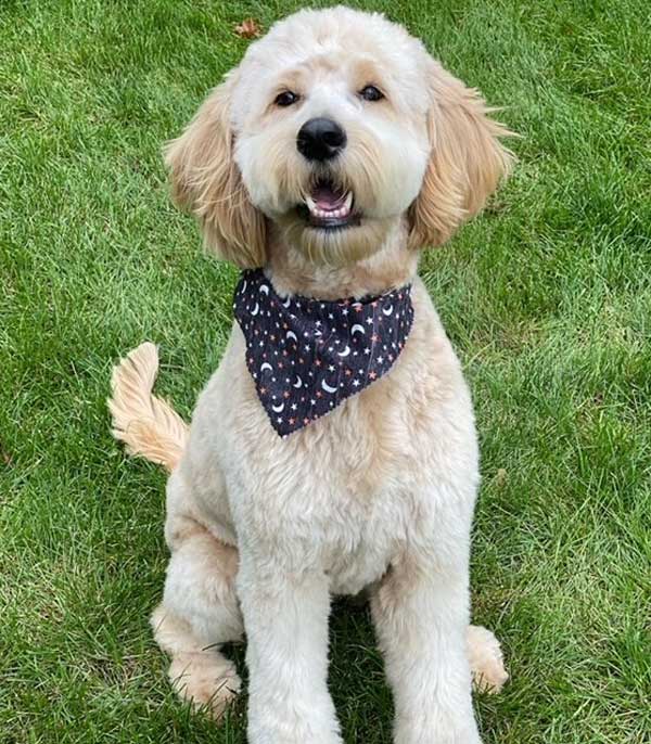 Goldendoodles: White puppy with bandana