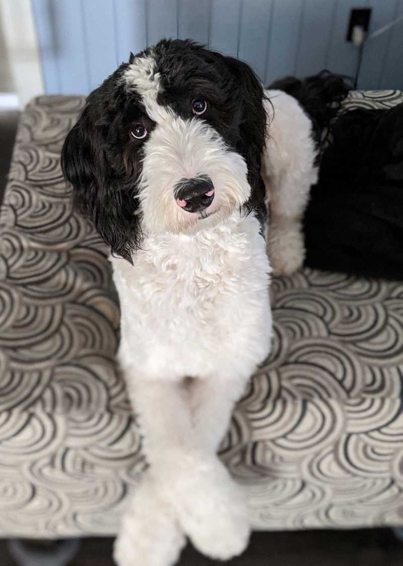 Top 8 Best Sheepadoodle Breeders In 2022 – Puppy Price And Breeding  Information