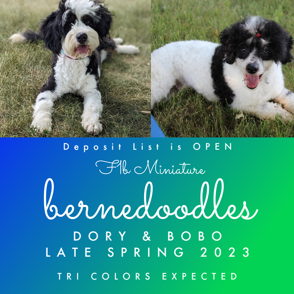 F1b Miniature Bernedoodle Puppies – Dory and Bobo.