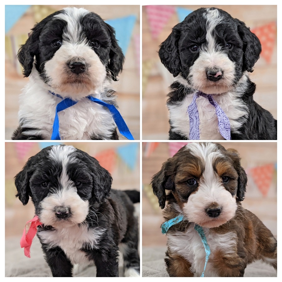 F1 Bernedoodle Puppies in Michigan.