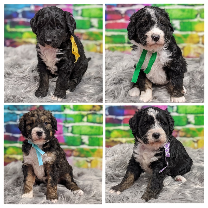 Maizie and Jackson’s F1 Bernedoodle Puppies.