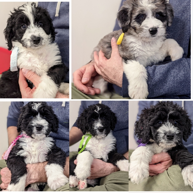 Merle and Bi-Color F1 Bernedoodle Puppies. 50-65lbs grown.