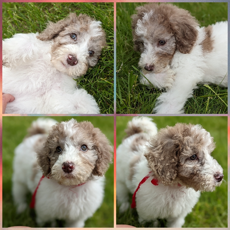 F1bb Bernedoodle Puppies.