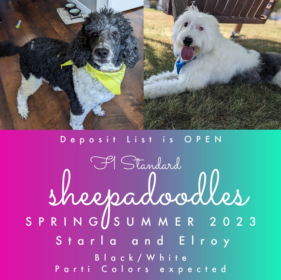 Spring 2023. F1 Sheepadoodle Puppies – 45-65lbs grown. Accepting Deposits Now.