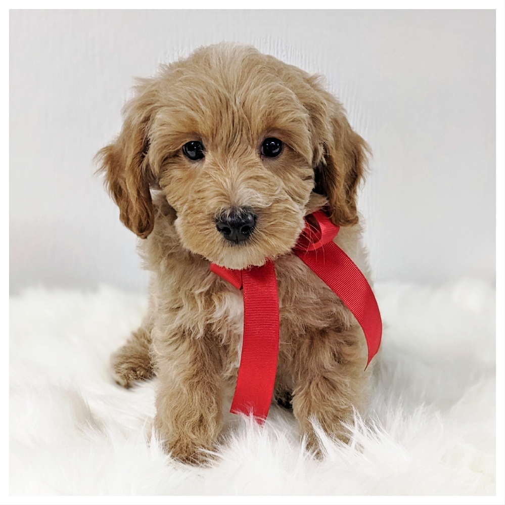 Crazy Cute F1b Petite Goldendoodle Puppies. OFA