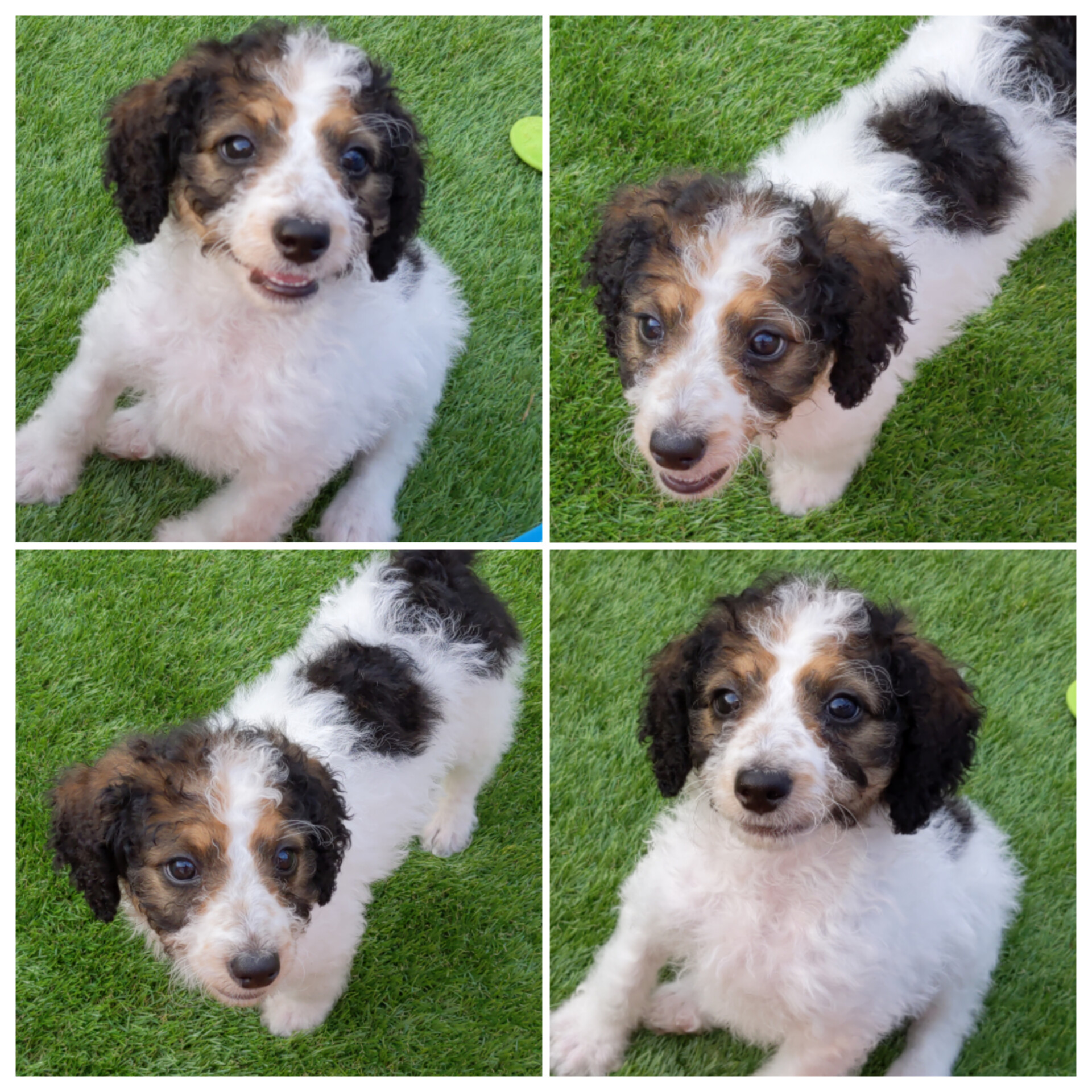 Delivery Available Amazing F1b Medium Bernedoodle Puppies