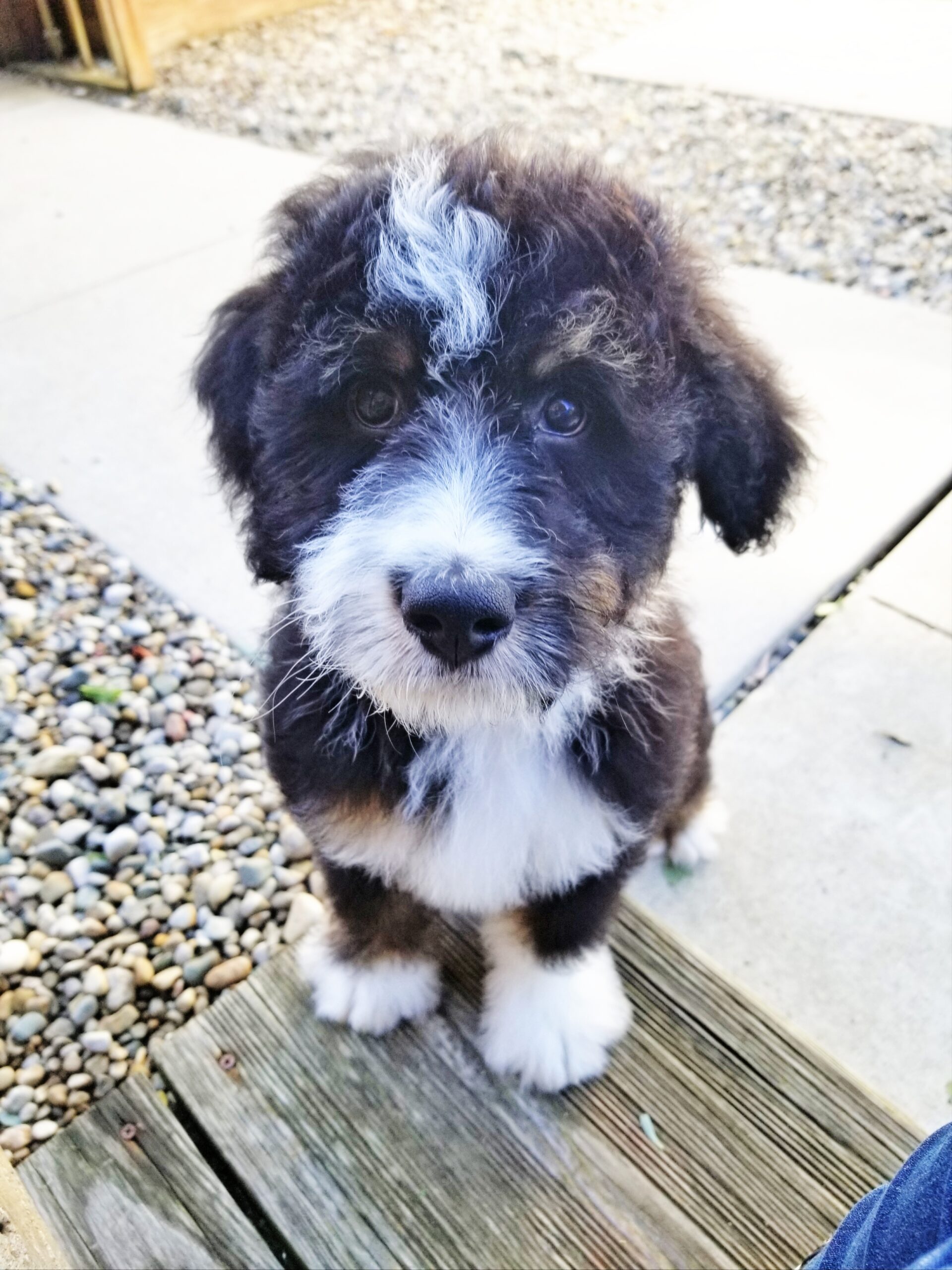 Foxy and Jackson’s F1 Bernedoodle Puppies.