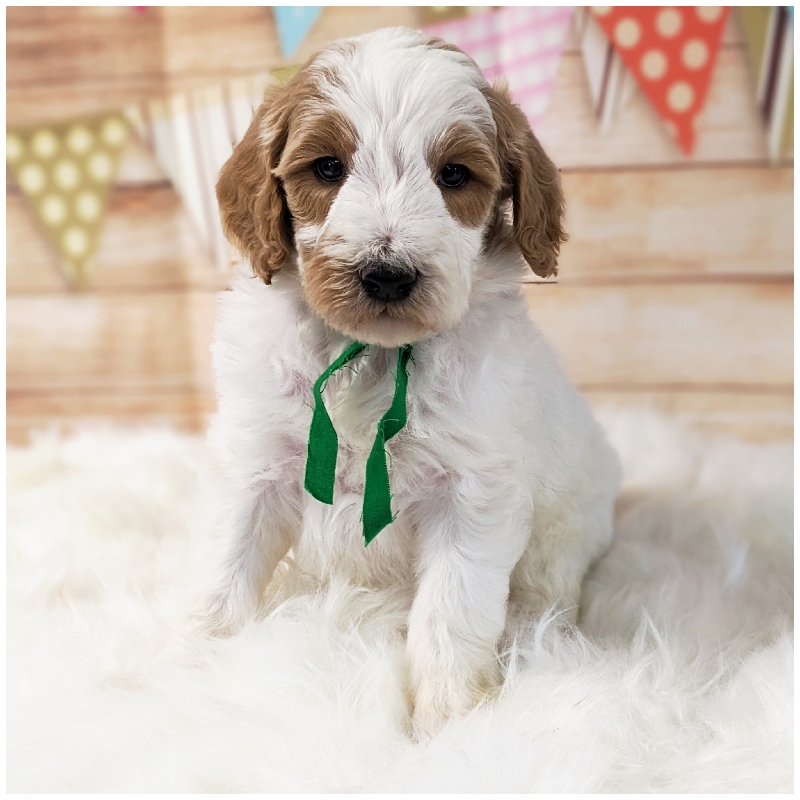 Available Goldendoodles Apple Creek Doodles