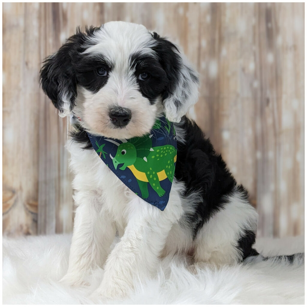 Glamorous F1 Sheepadoodle Puppies. 2 Yr. Warranty, OFA