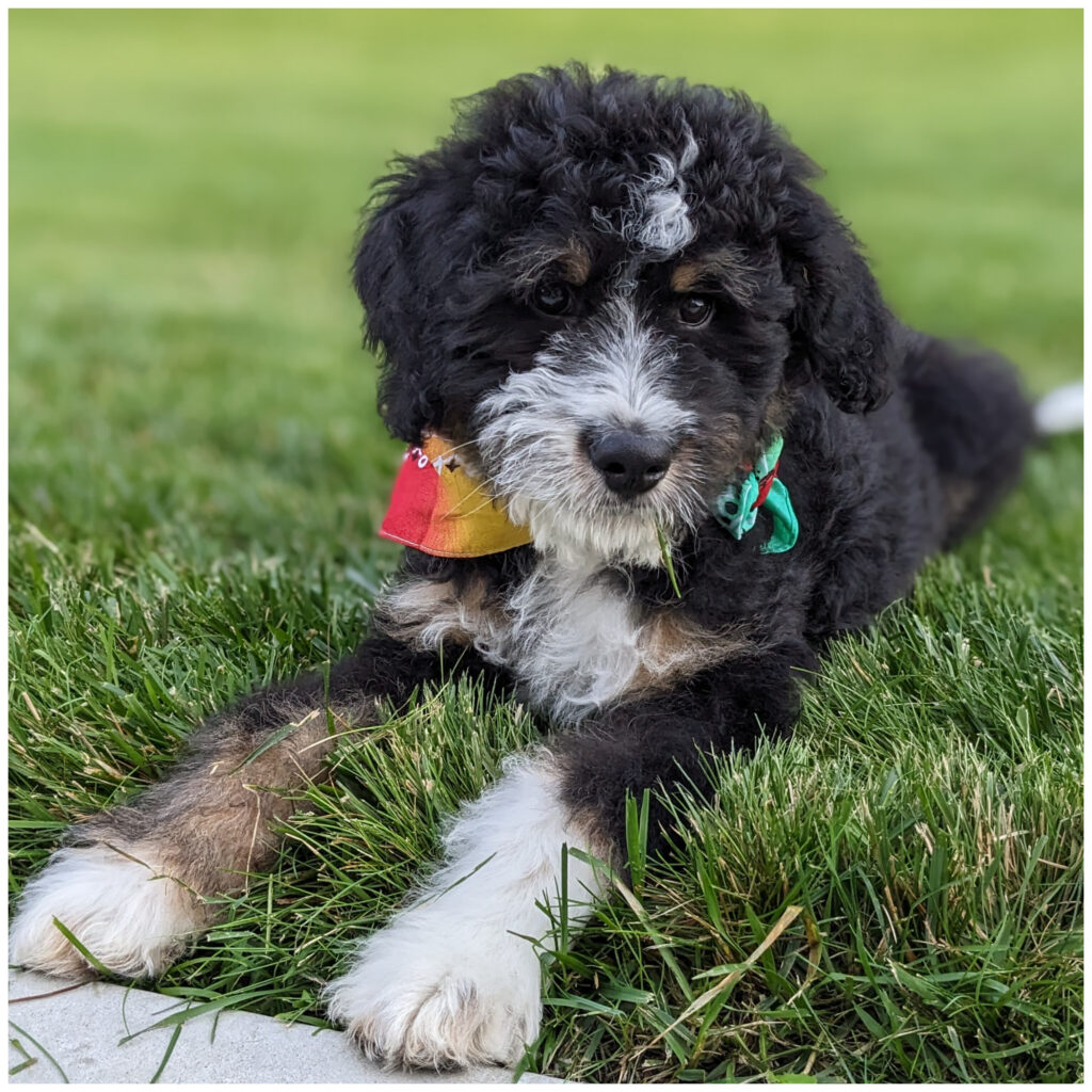 bernedoodle puppies