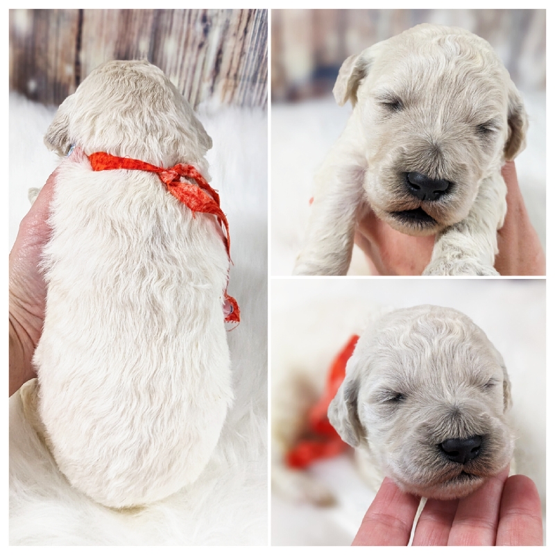 F1 English Goldendoodle Puppies.