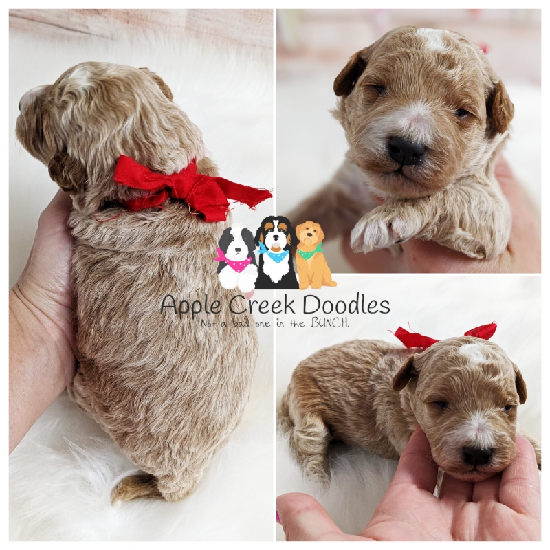 F1b Petite Goldendoodle Puppies. 20-25lbs grown.