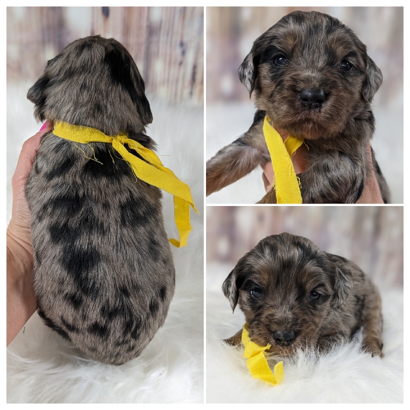 F1 English Goldendoodle Puppies: Unique and Marvelous Colors!
