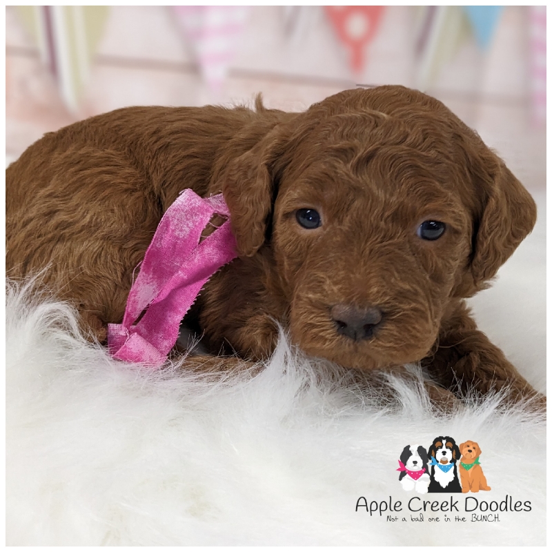 F1b Miniature Goldendoodle Puppies – Ready May 25th, 2024.