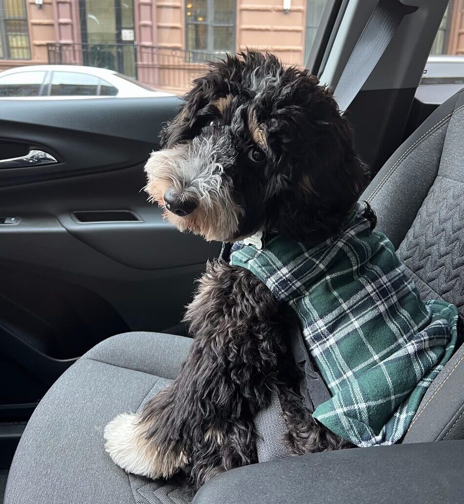 Dottie and Junior’s Medium F1b Bernedoodle Puppies. DUE 3/31/2025!