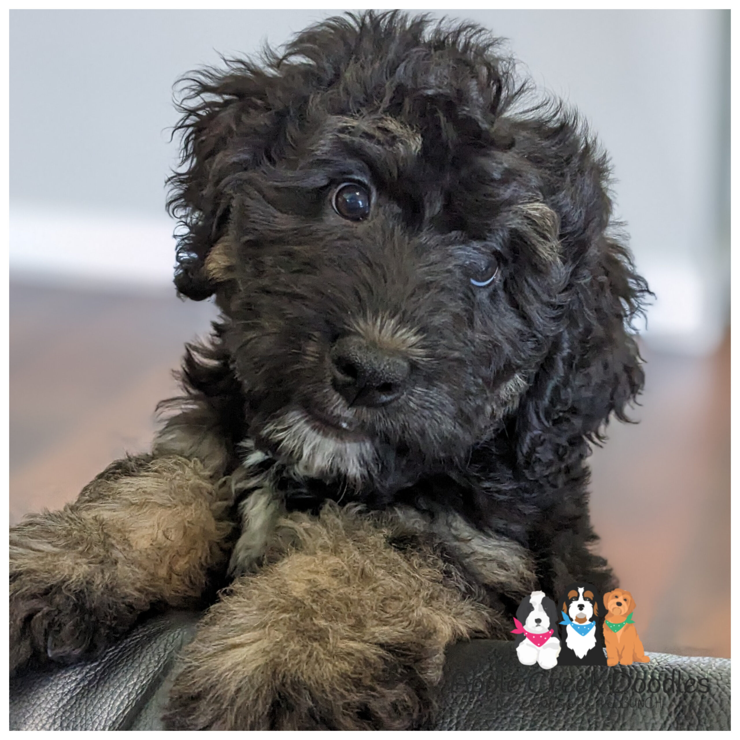 Foxy and Jackson’s F1 Bernedoodle Puppies.