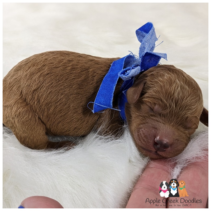 miniature goldendoodle