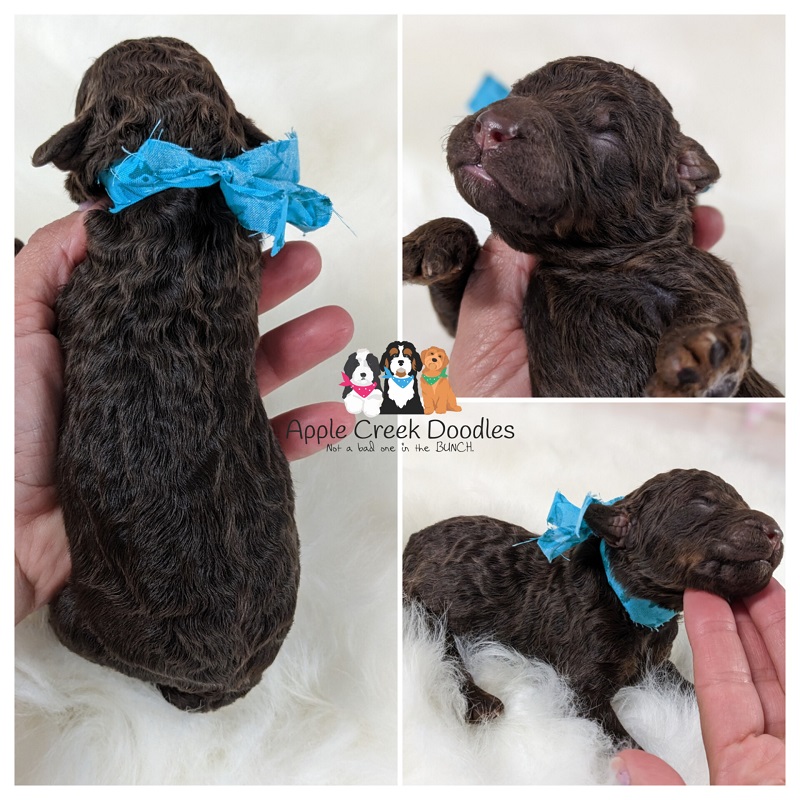 Carol and Bravo: F1b Miniature Bernedoodle Puppies – BORN 4/30/25…Ready to take home 6/28/25.