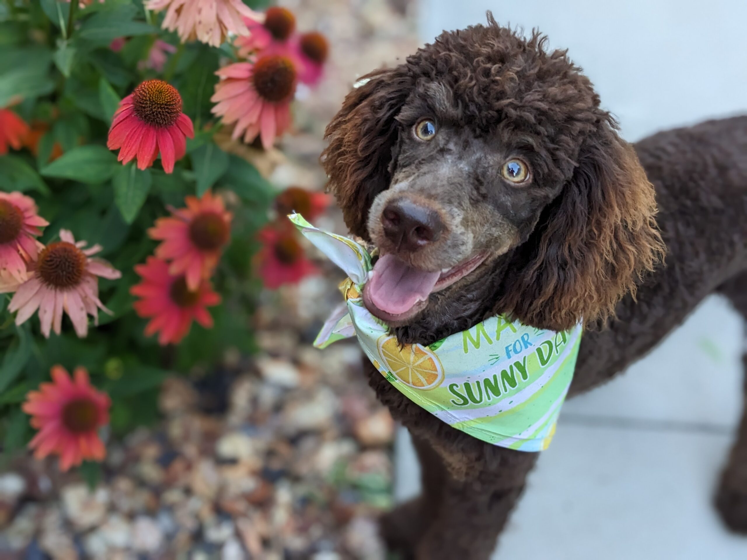 miniature bernedoodle puppies