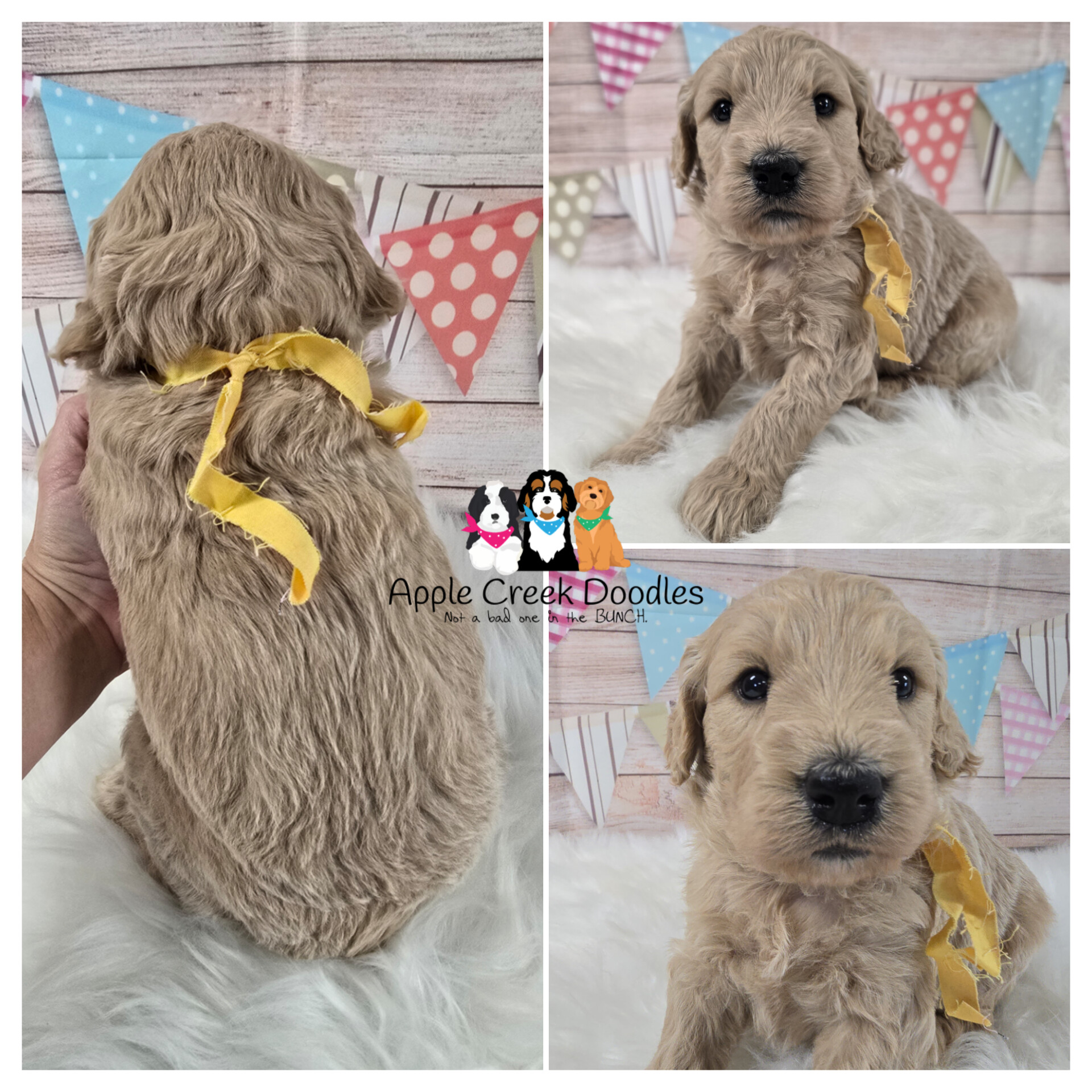 F1 English Goldendoodle Puppies: Ready to take home November 16th, 2024.