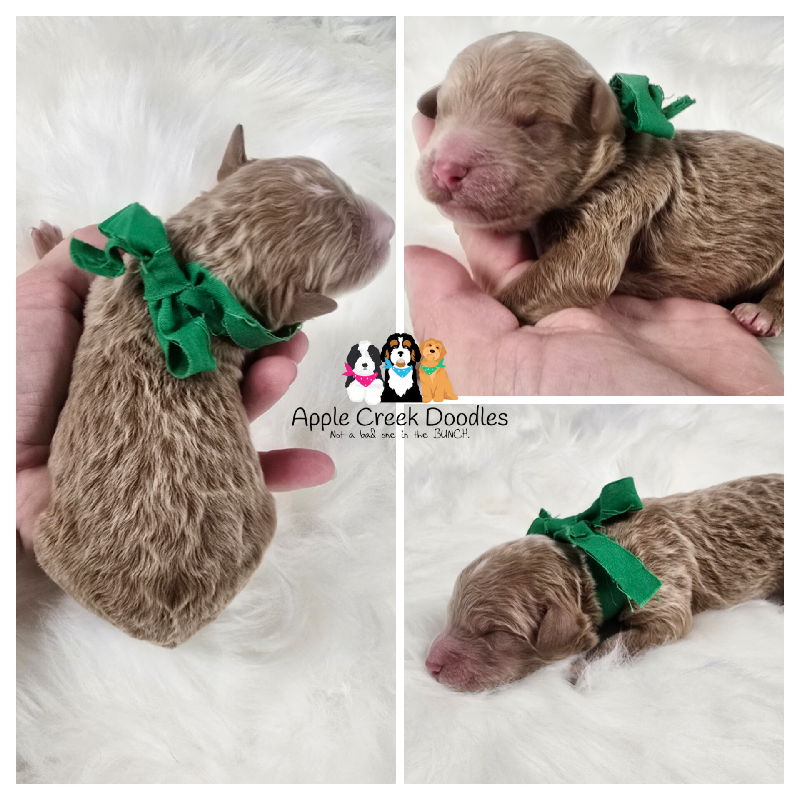 Margo and Rummy: F1b Miniature Goldendoodle Puppies – BORN 12/11/2024