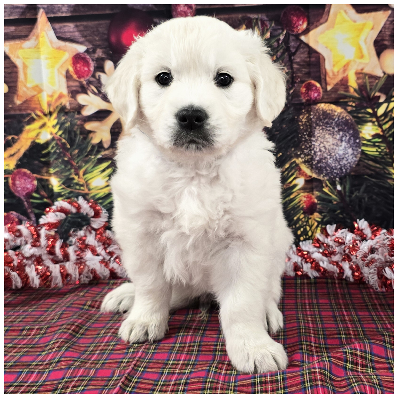 AKC English Golden Retriever Puppies – Ready 12/22/24.