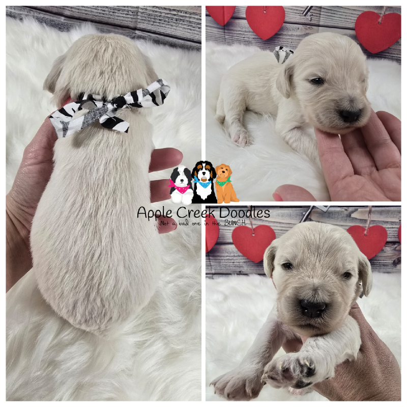 Dee Dee and Leo’s: F1 Standard Goldendoodle Puppies – BORN 1/2/2025