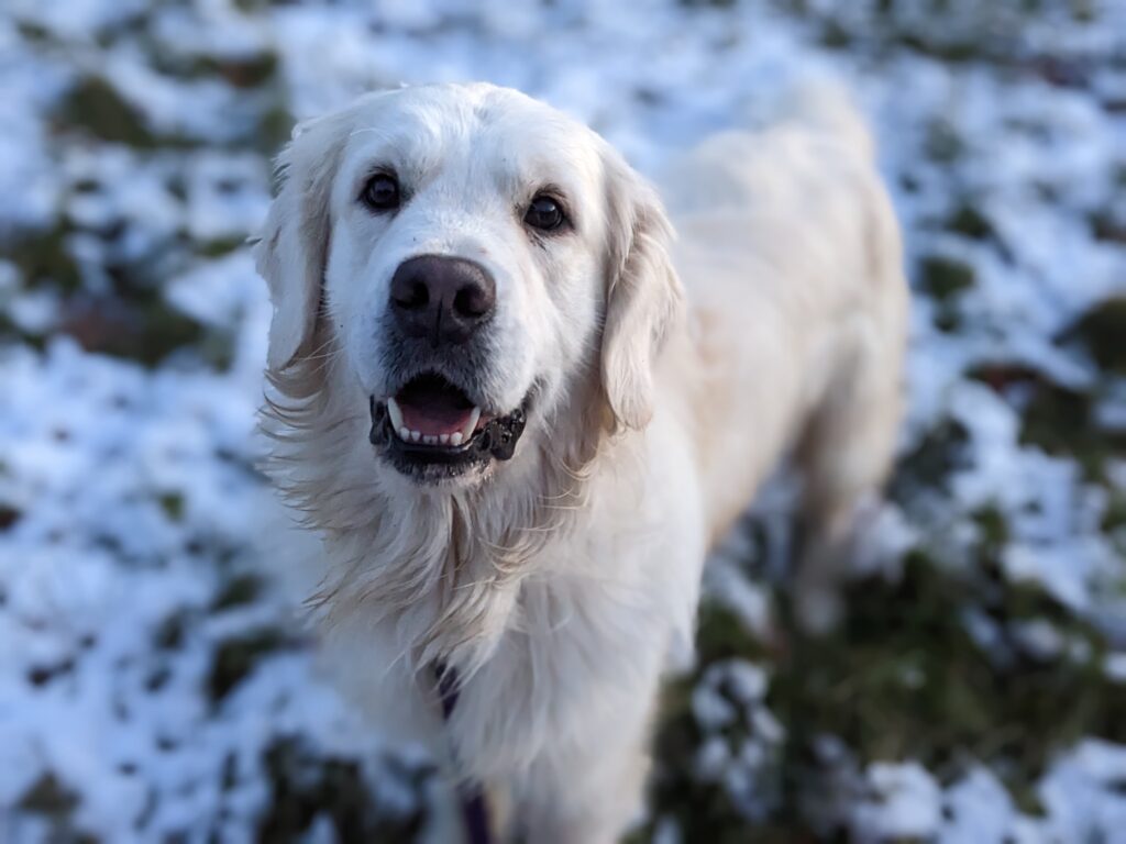 standard goldendoodle