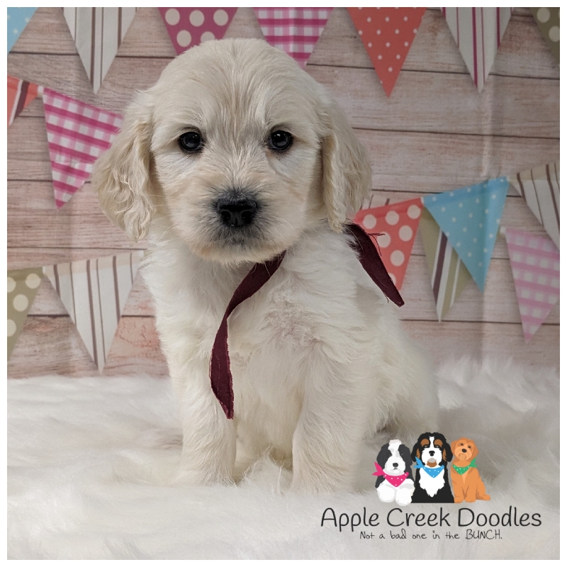 Dee Dee and Leo’s: F1 Standard Goldendoodle Puppies – READY 3/1/25.