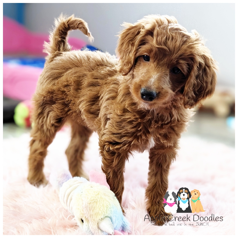 Margo and Rummy: F1b Miniature Goldendoodle Puppies – READY TO TAKE HOME TODAY!