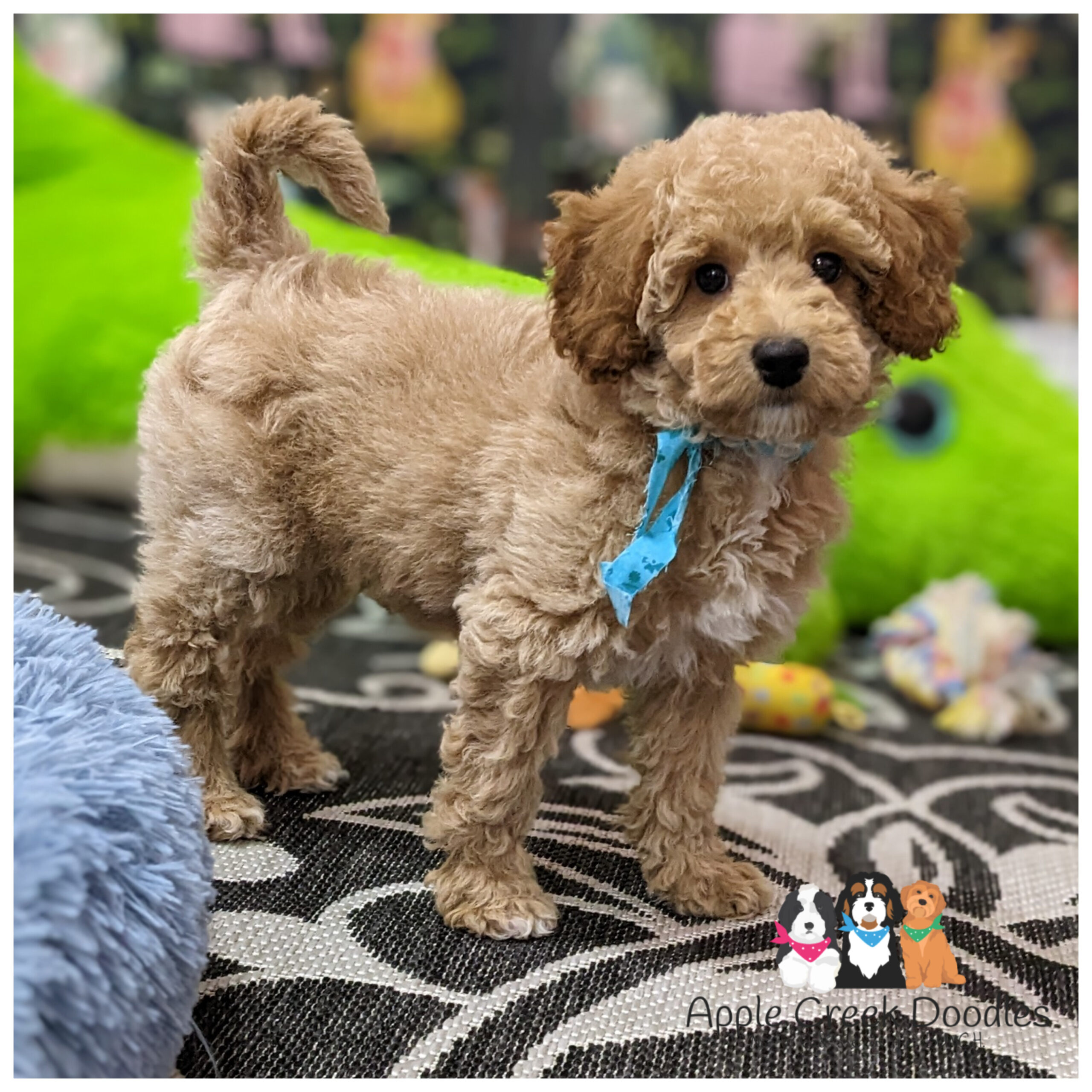 F1b Petite Goldendoodle Puppies. 12-25lbs grown. READY TO TAKE HOME TODAY.