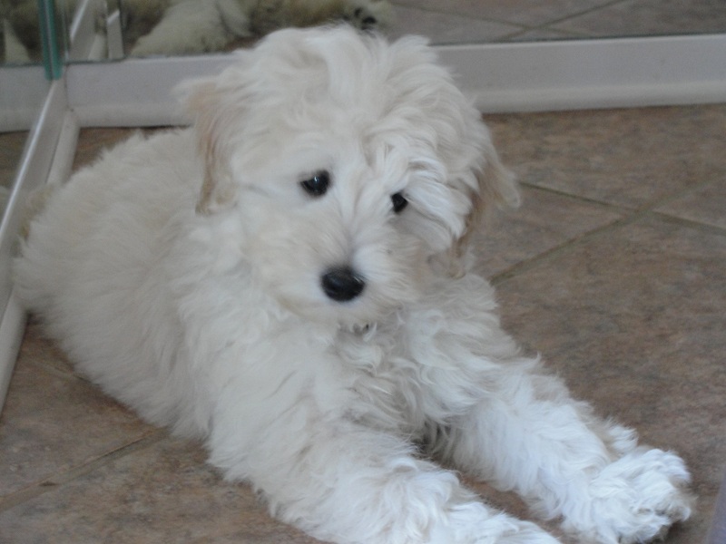 f1bb goldendoodle puppies