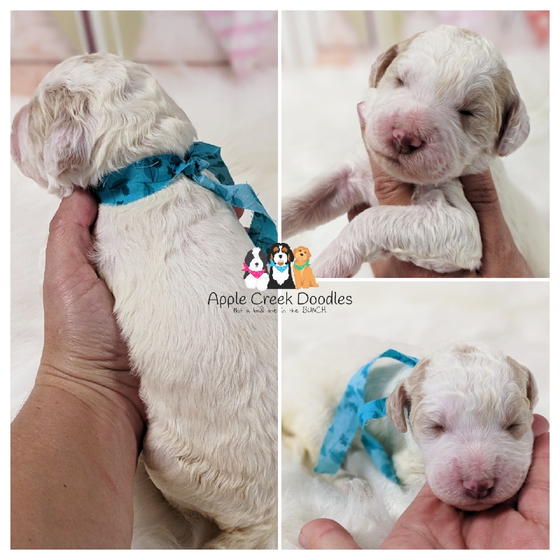 Tweed and Mr. Big’s F1bb Goldendoodle Puppies. BORN 4/4/2025.