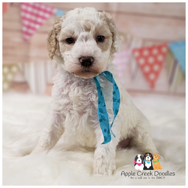 Tweed and Mr. Big’s F1bb Goldendoodle Puppies. BORN 4/4/2025.