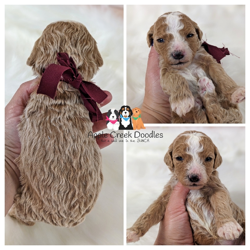 Ariel and Tanner’s F1b Goldendoodle Puppies. BORN 4/19/25.