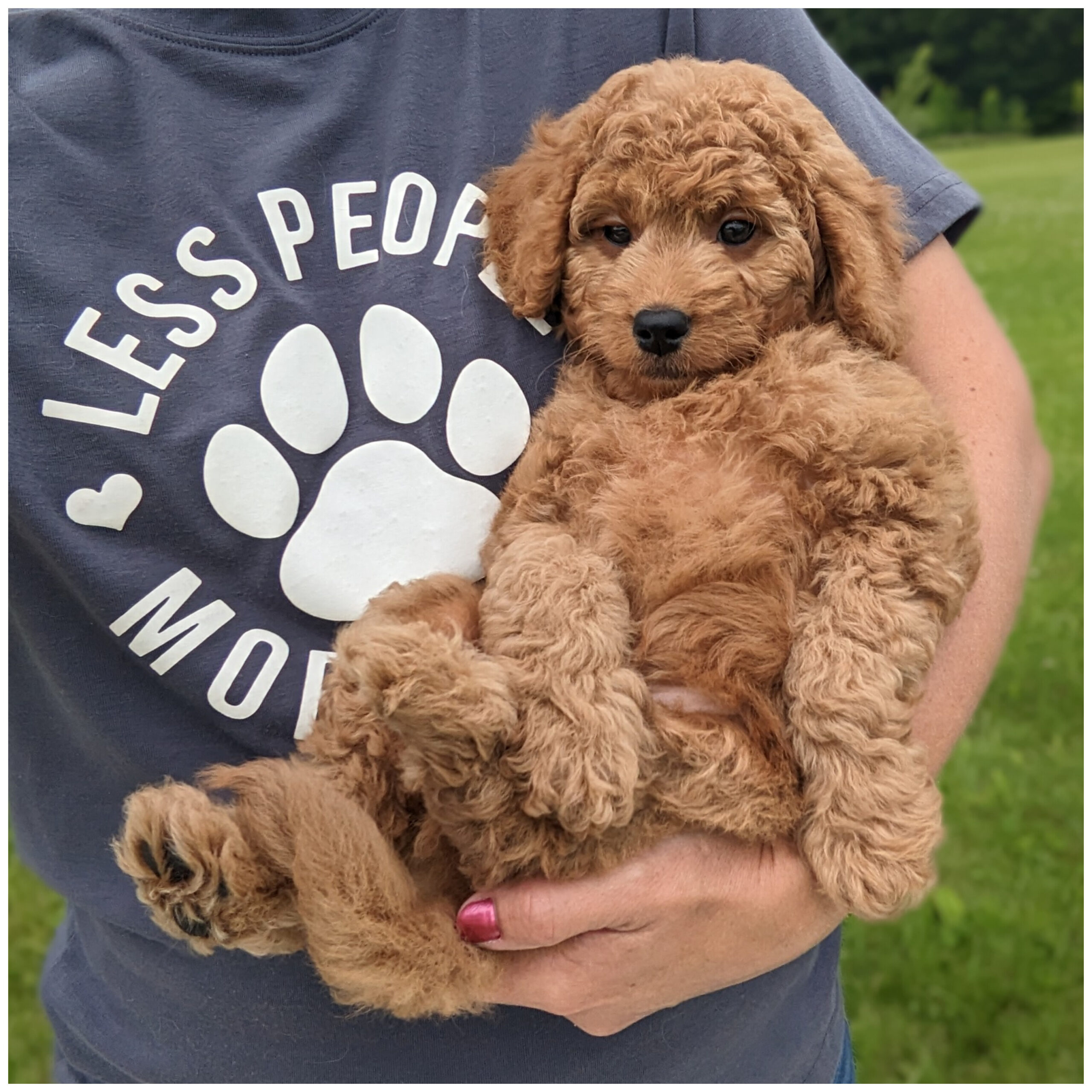 MAXX is available and ready to take home today! F1b Mini Goldendoodle – 25-30lbs. grown