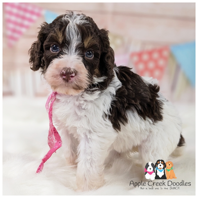 Dottie and Junior’s Medium F1b Bernedoodle Puppies – Born 4/2/25.
