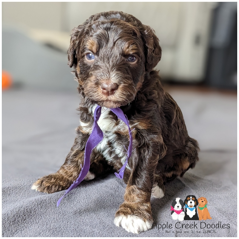 Carol and Bravo: F1b Miniature Bernedoodle Puppies – BORN 4/30/25…Ready to take home 6/28/25.