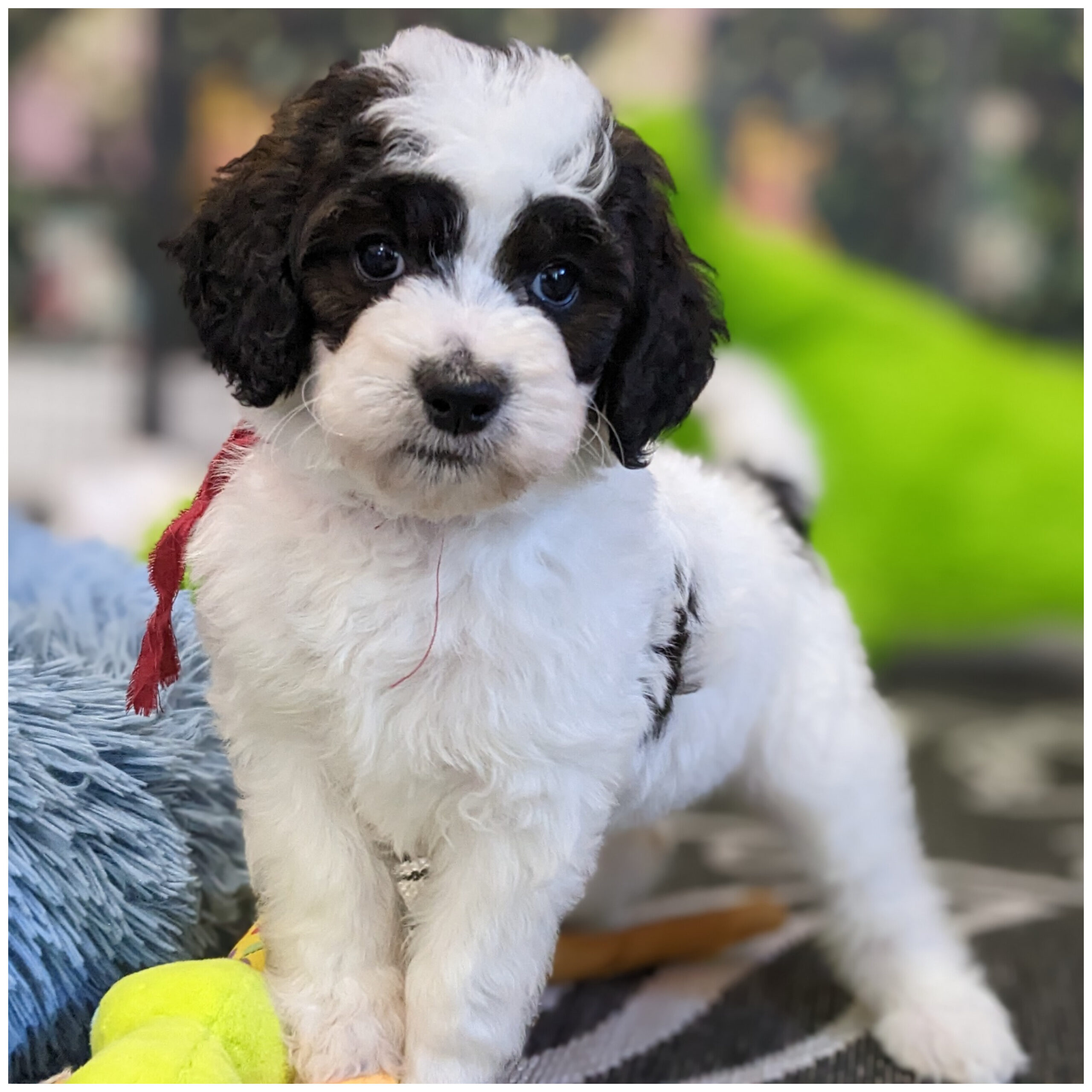 Dottie and Junior’s Medium F1b Bernedoodle Puppies
