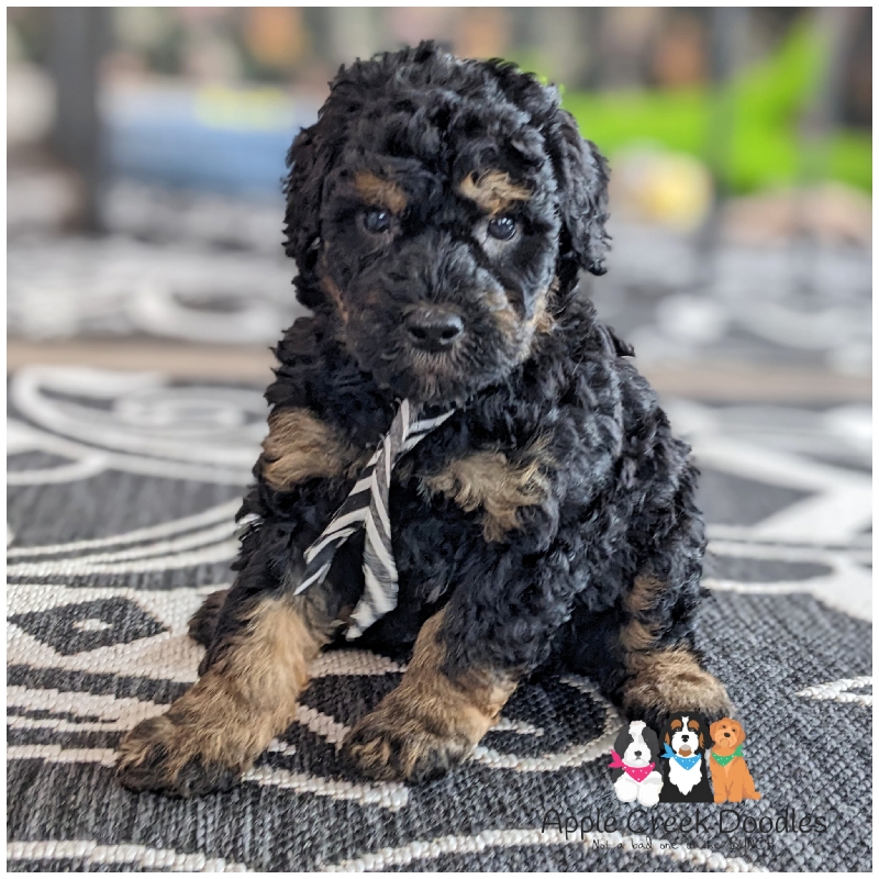 Carol and Bravo: F1b Miniature Bernedoodle Puppies – BORN 4/30/25…Ready to take home 6/28/25.