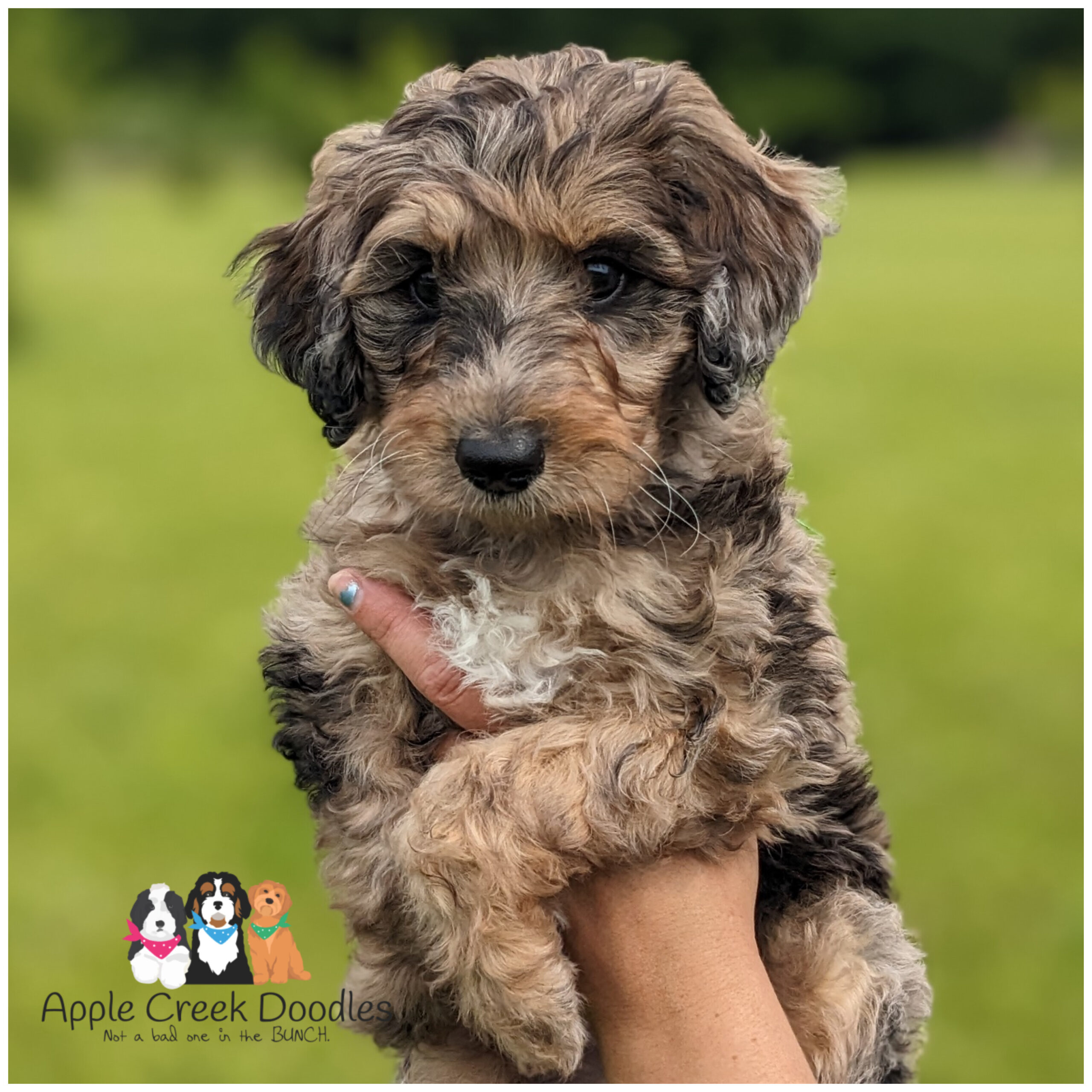 Kat and Rummy’s Miniature F1b Goldendoodle Puppies. BORN 5/1/2025…ready to go 6/28/25.