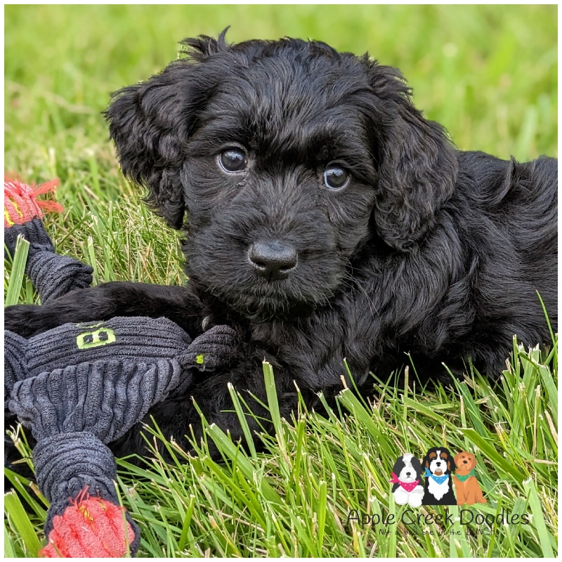 KENNY is available and ready to take home today! F1 Standard English Goldendoodle – 55-65lbs grown.