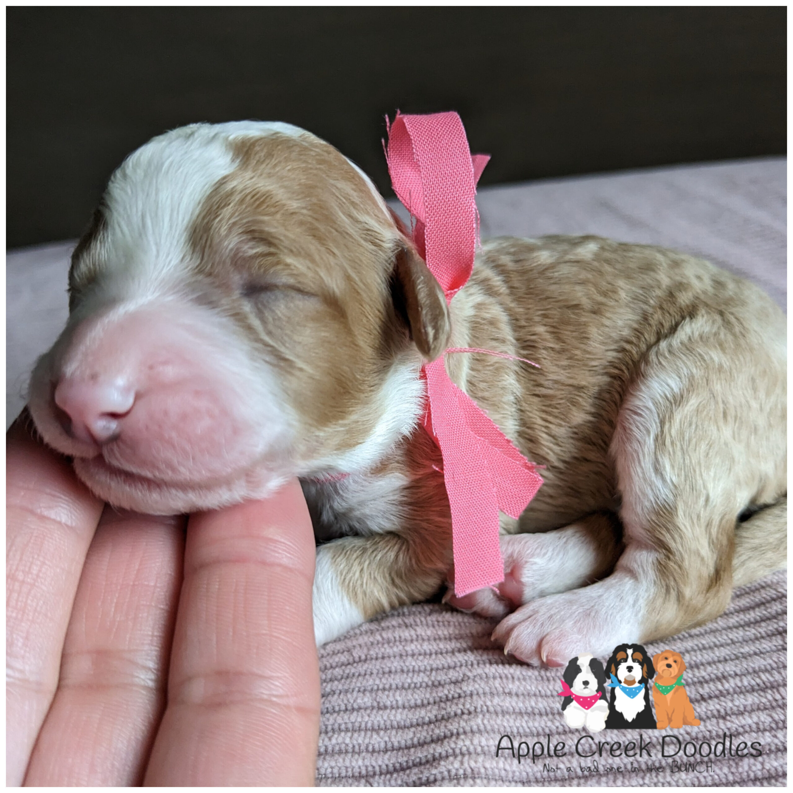 Starla and Junior: F1b Medium/Small Standard Bernedoodle Puppies – BORN 6/21/25…Ready to take home 8/16/25.