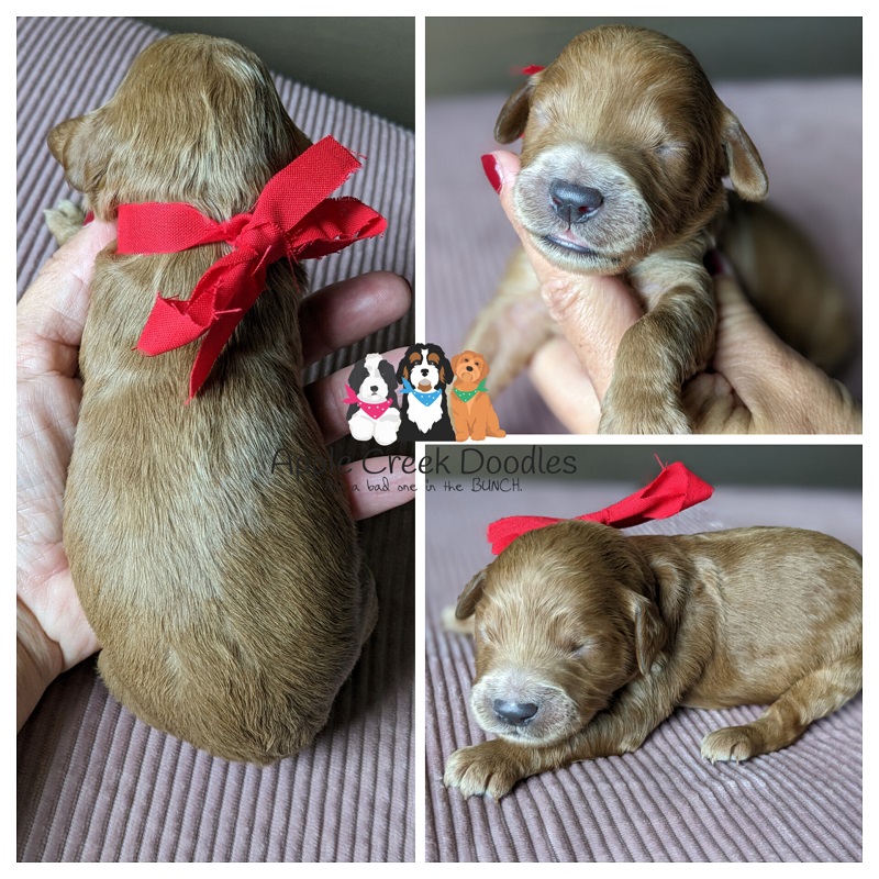 F1b Petite/Miniature Goldendoodles – Born 7/4/2025 – Ready 8/30/25.