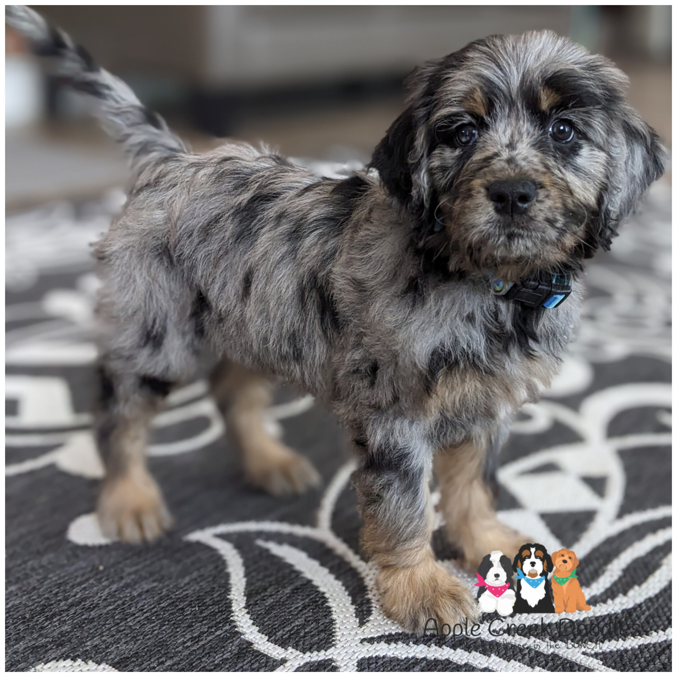 Due Late Nov. 2025 – F1 English Merle Goldendoodle Puppies – 55-65lbs grown.