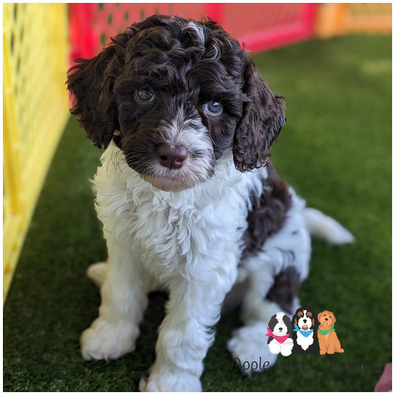 f1b bernedoodle puppies
