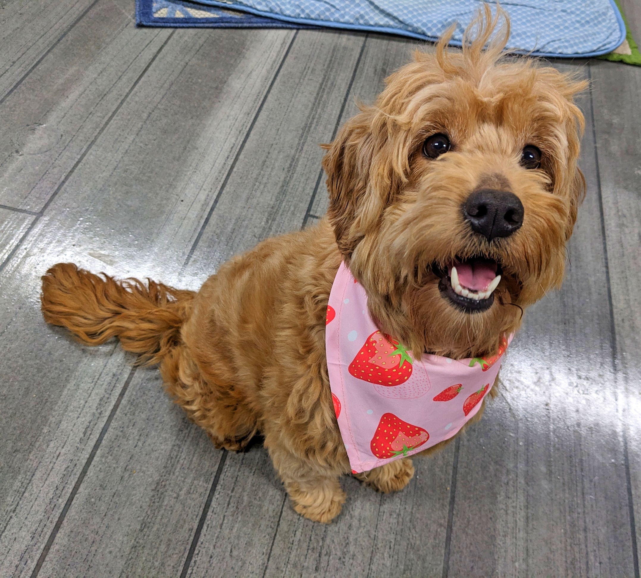miniature goldendoodle