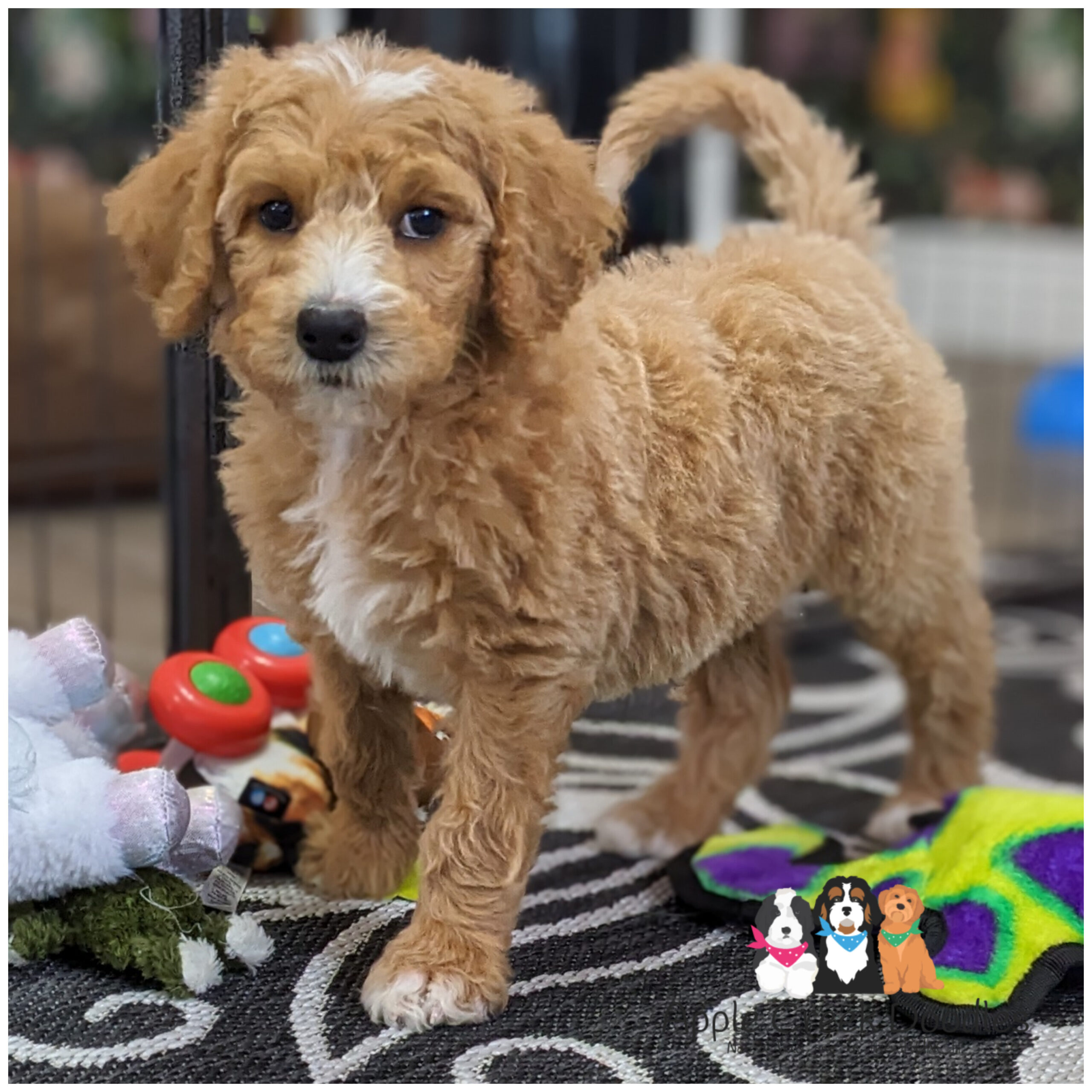 ABBY is available and ready to take home today! F1b Standard English Goldendoodle – 50-55lbs grown.