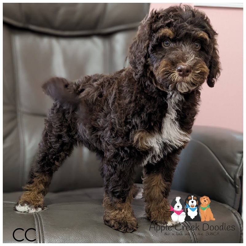 Carol and Bravo: F1b Medium Bernedoodle Puppies – Available to take home today!